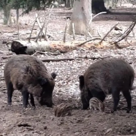 Muel Eg Am Dreilaendereck De,ch,fr * Bad Sackingen