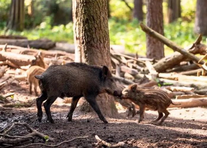 Muel Eg Am Dreilaendereck De,ch,fr Apartment